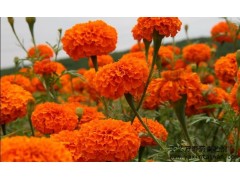 萬壽菊青貯劑 乳酸菌發酵萬壽菊 萬壽菊保鮮劑-- 臺灣亞芯生物科技有限公司