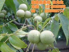 四川核桃苗批發|核桃苗批發價格-- 四川久億農林開發有限公司銷售部