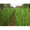 保定側(cè)柏公司推薦大型苗木花卉基地