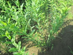 河北水蠟廠家大型苗木花卉基地最專業-- 河北省定州大型苗木花卉基地