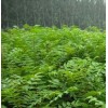云新核桃苗 薄皮核桃最新價格