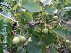 嫁接核桃苗 四川核桃苗價(jià)格行情-- 湖北豐年農(nóng)業(yè)開發(fā)有限公司
