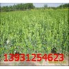 保定哪里的膠東衛(wèi)矛價格便宜？