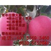 【推廣】蘋果苗 優(yōu)質蘋果苗 正宗煙臺