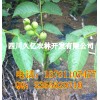 遂寧早實薄殼核桃苗，遂寧良種核桃苗