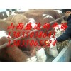 陜西哪里的西門塔爾，夏洛萊肉牛價格