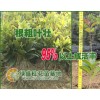 鄭州桂花苗,南陽(yáng)桂花苗,信陽(yáng)桂花苗