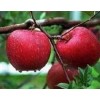 新品種 紅肉蘋果苗 紅色之愛蘋果樹苗