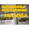供應純種朗德鵝苗新疆鵝苗多少錢一只