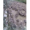 供應純種獅頭鵝苗玉林市鵝苗多少錢一