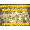 供應優質皖西鵝苗湖北鵝苗多少錢一只
