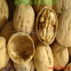 供應(yīng)清香核桃  那里批發(fā)蘋果  求購軍